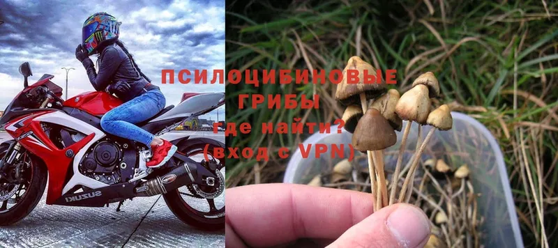 Галлюциногенные грибы MAGIC MUSHROOMS  mega как зайти  Дорогобуж  наркошоп 